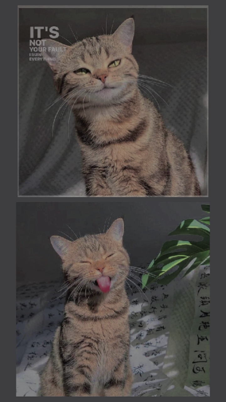 pecinta kucing