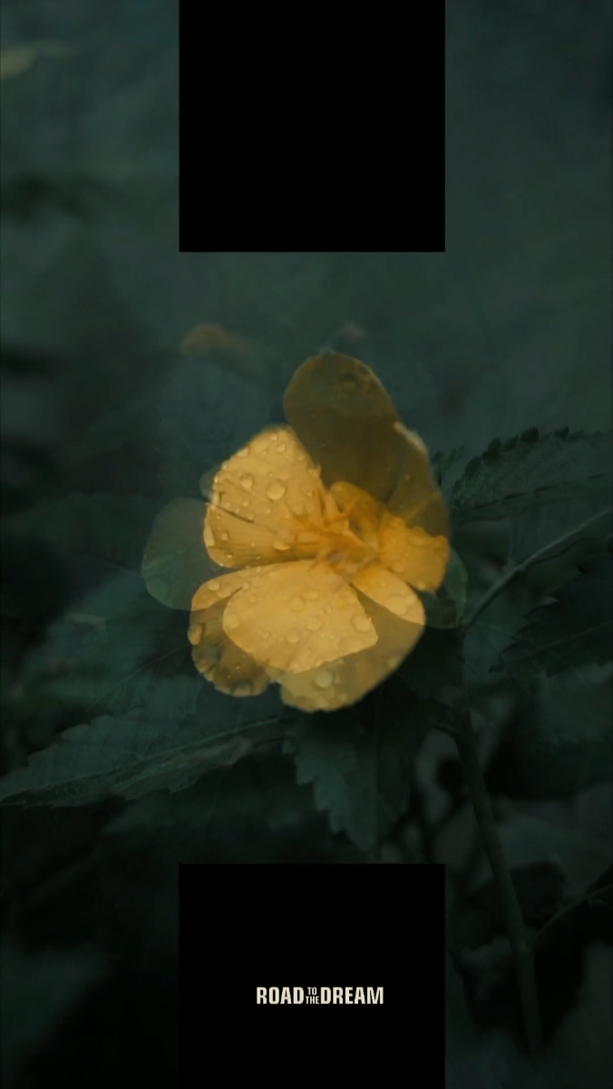Trailer film