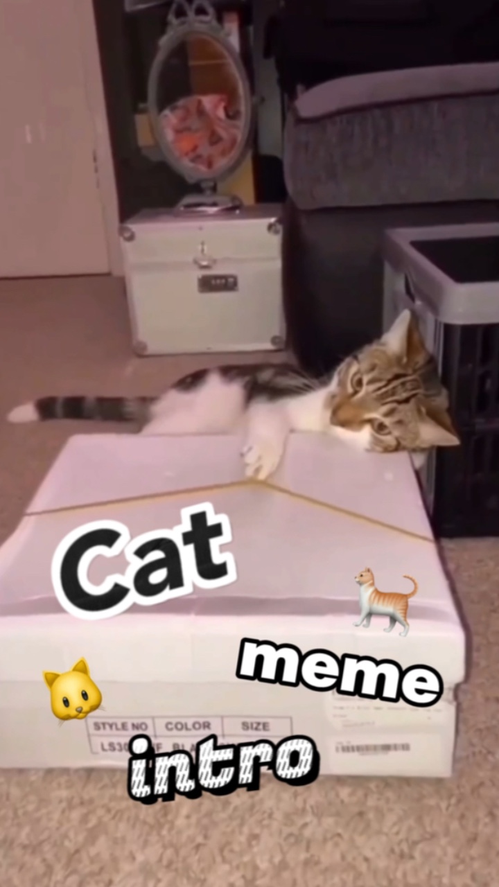 고양이 밈 인트로