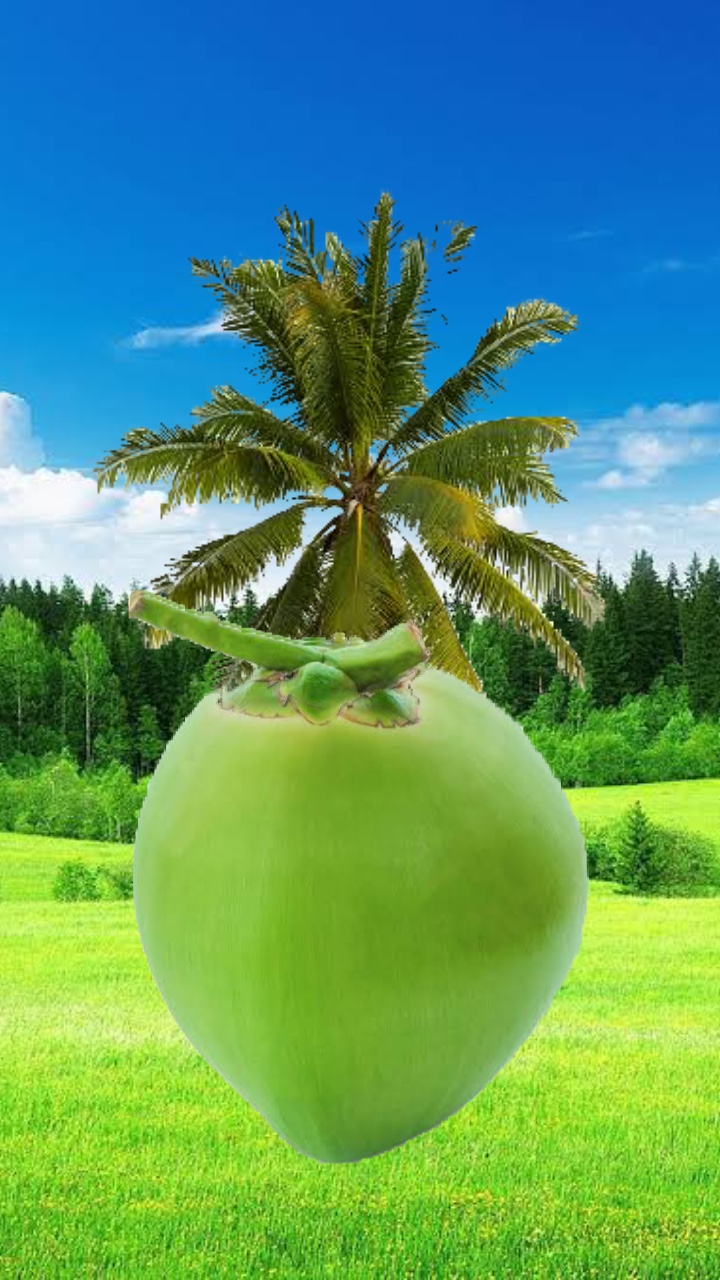 Kokosnuss