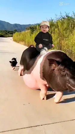 Cưỡi heo đi dạo 🐽