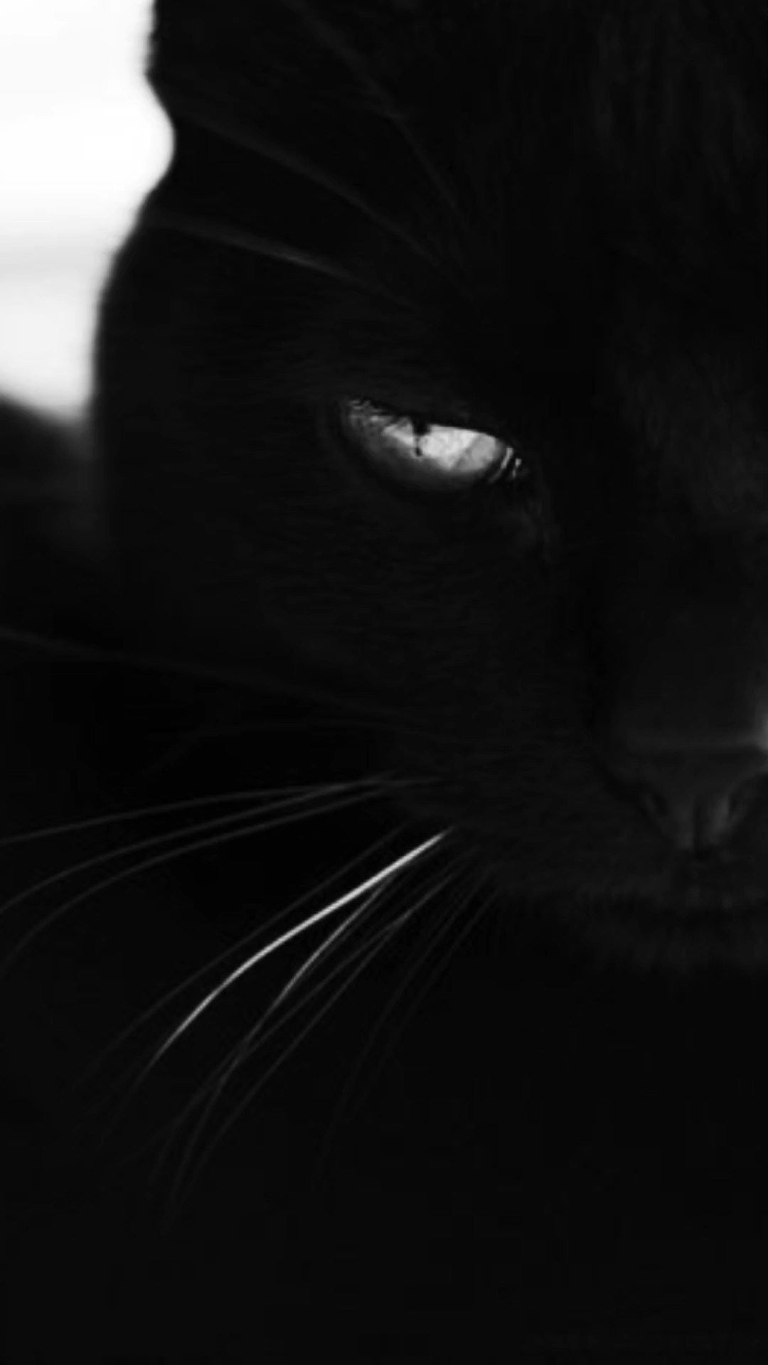 Mujer gato