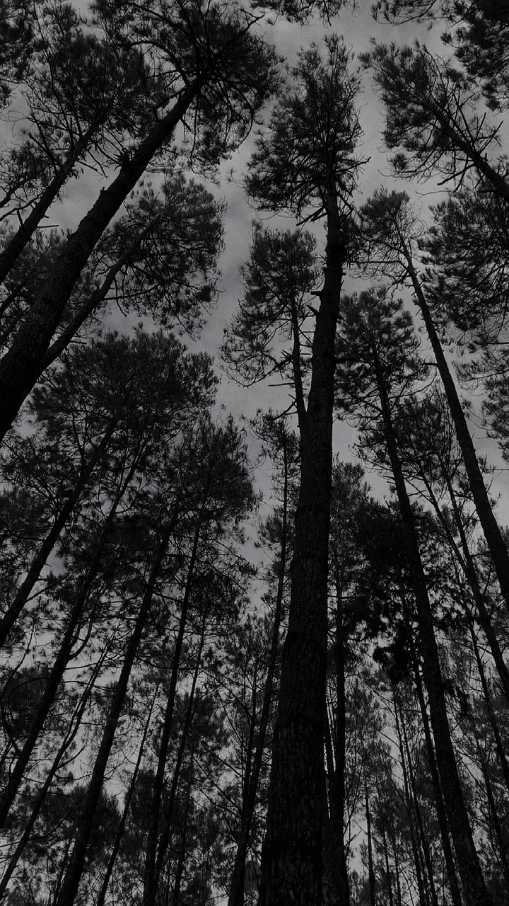 Blanco y negro