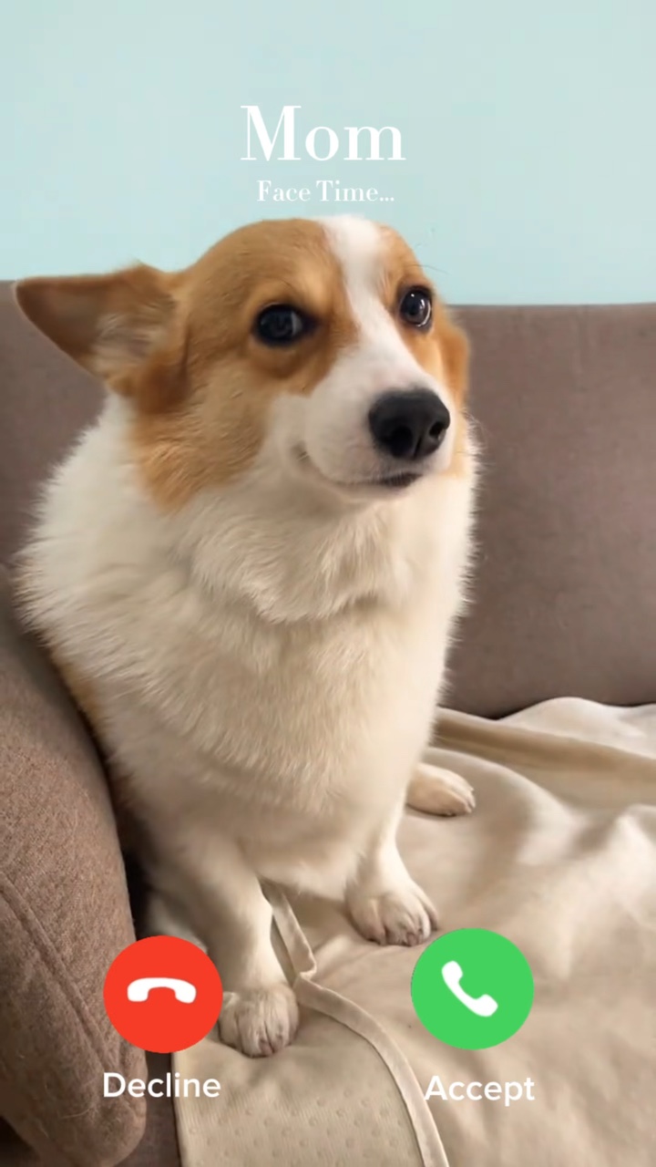 chien mignon