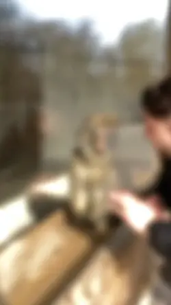 monyet viral tiktok
