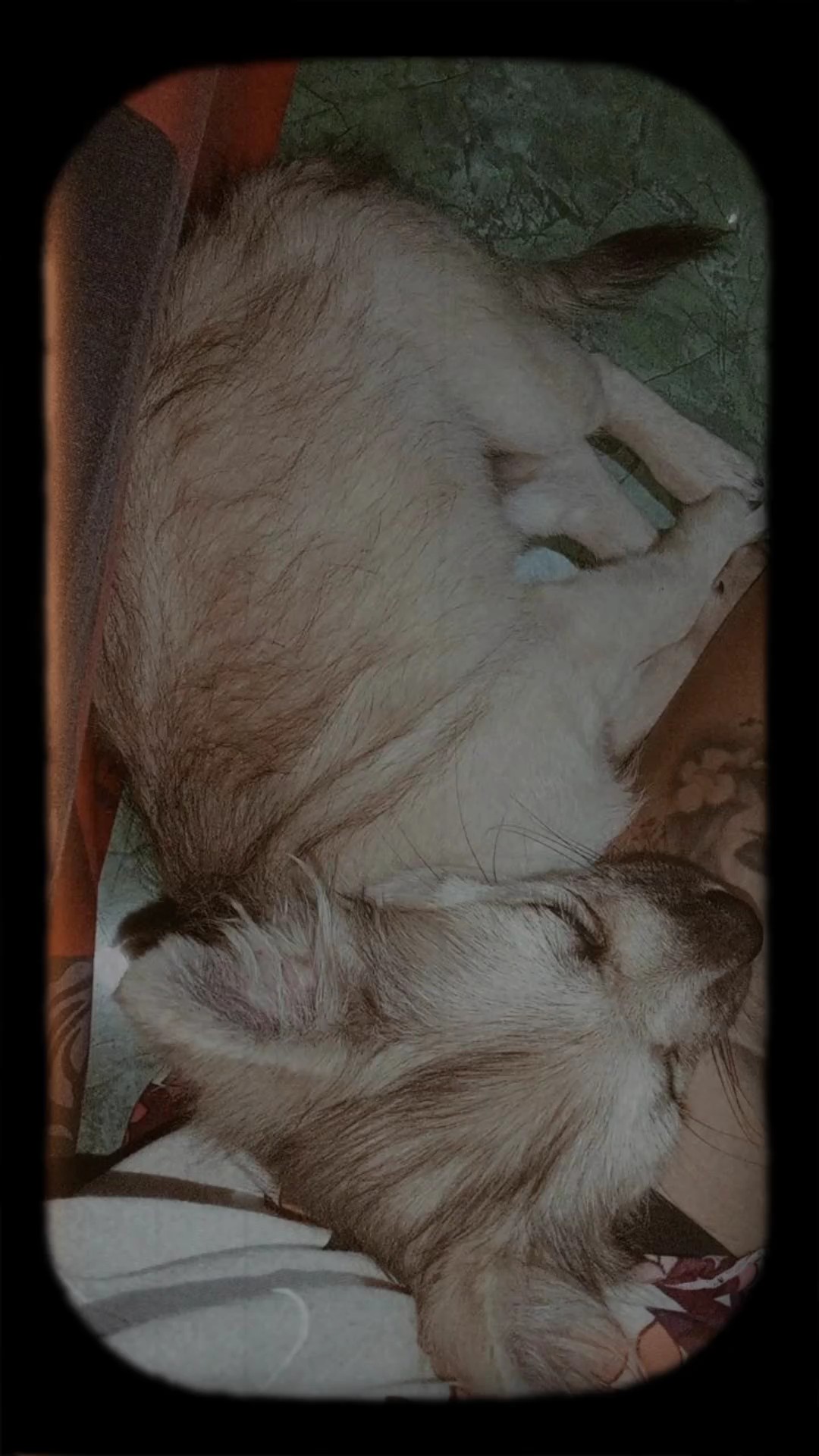 déchirer mon adorable chien