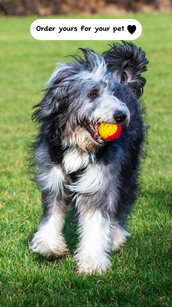 Creative Pet Toys Display. TT Style.