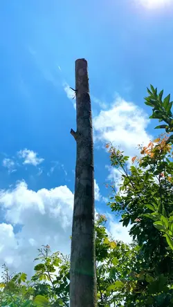 🍃