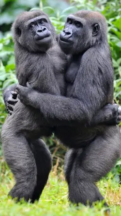 Bestie