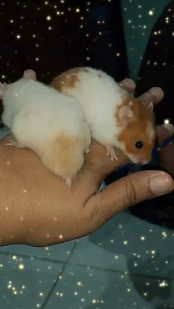 hamster