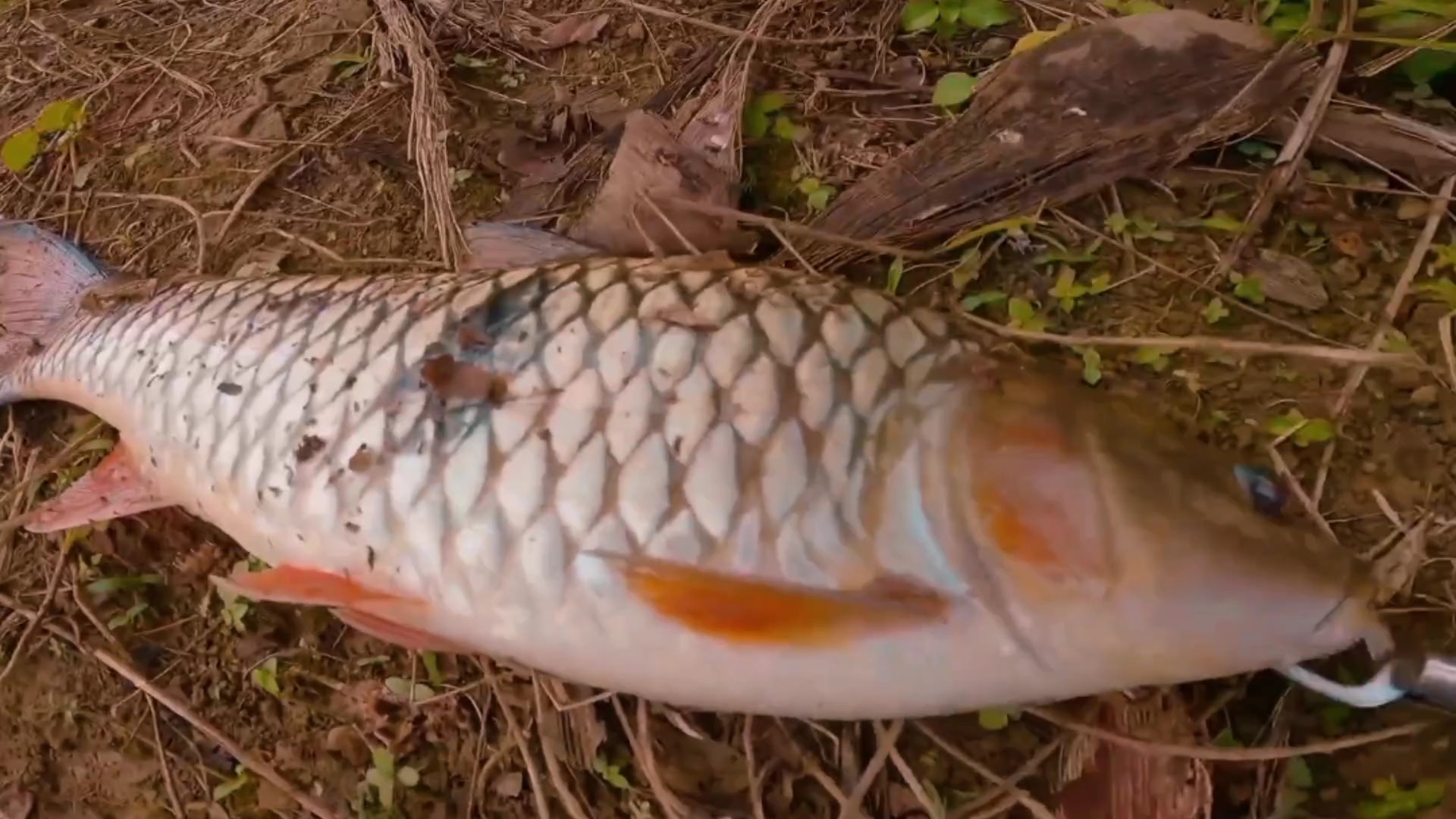Fishing Vlog