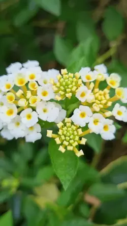 Aestetic Slowmotion