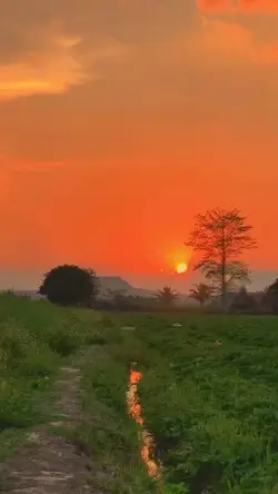 Bờ ruộng