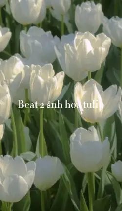 2 ảnh hoa tulip 