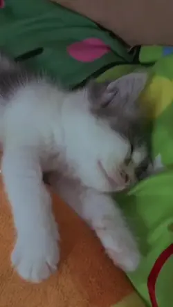 gemes banget
