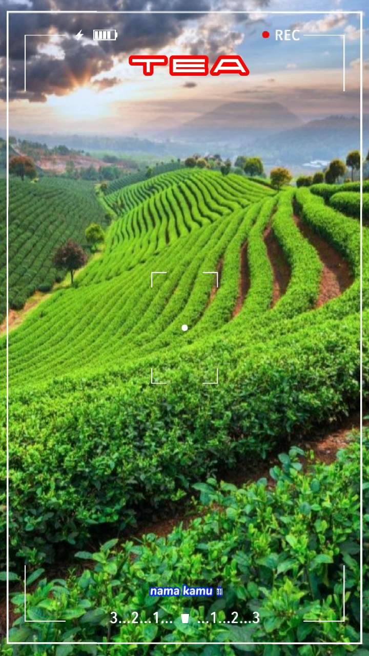 çay