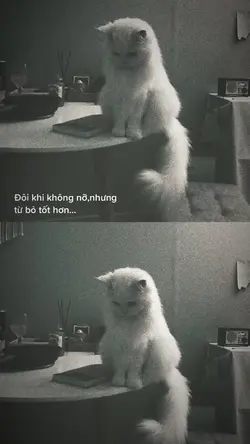 có lẽ vậy👍🏻
