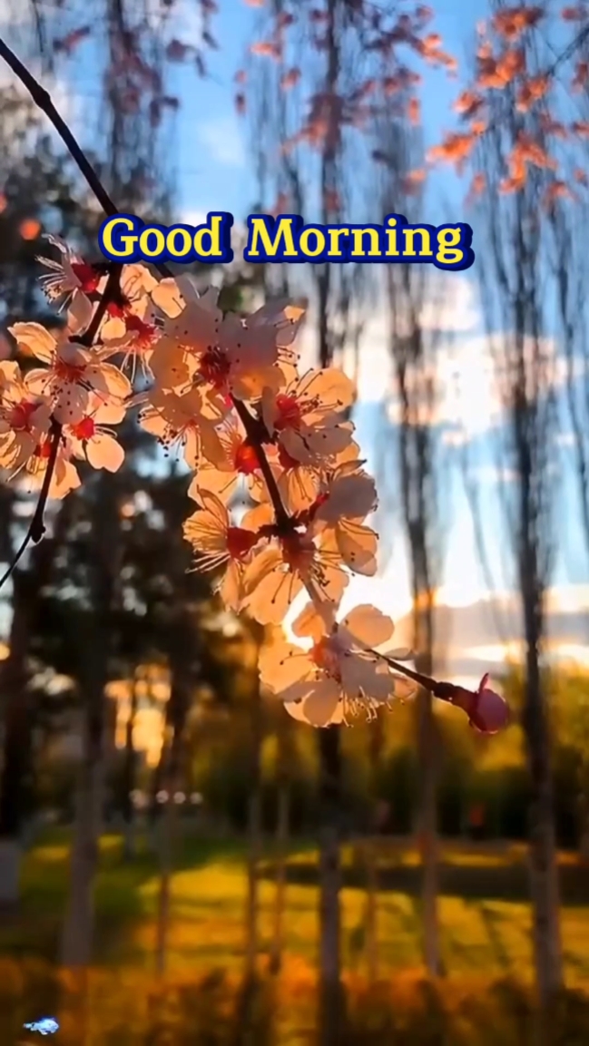 Selamat pagi 