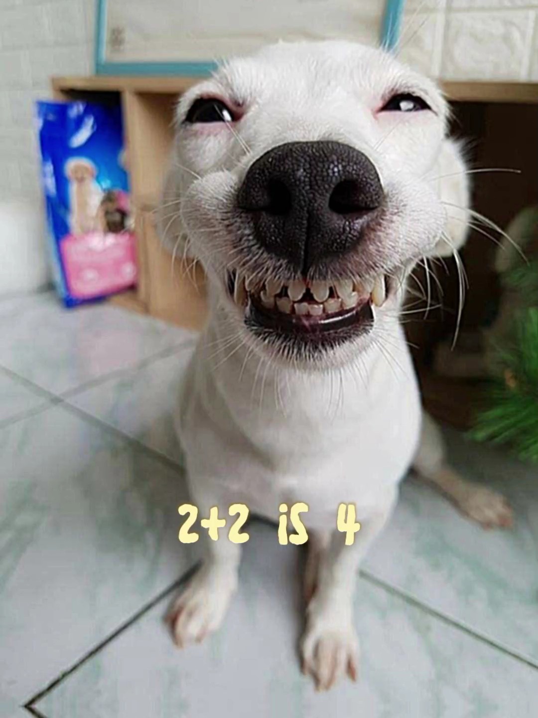 2 + 2 | is 4 oh wait