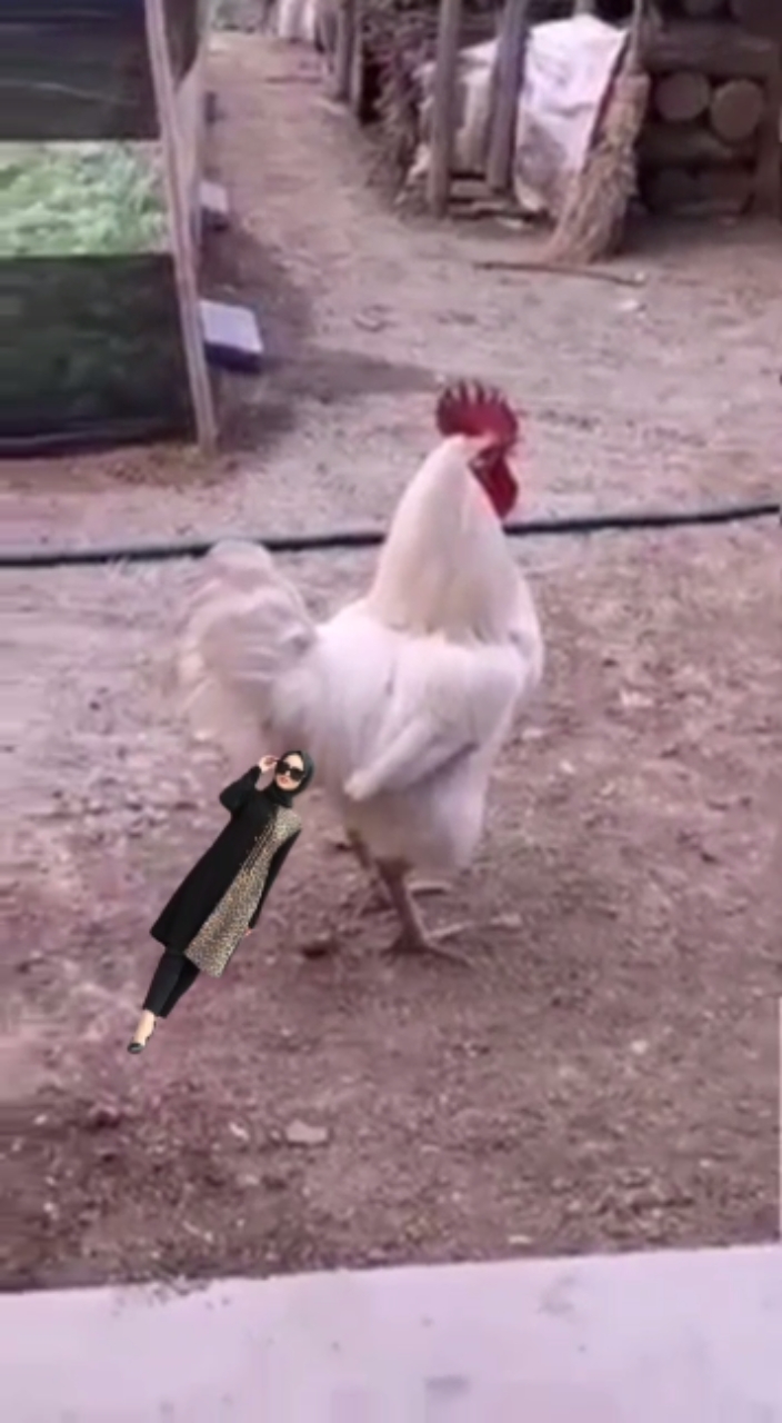 Kentut ayam