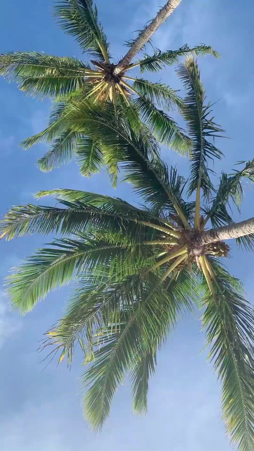 MiniVlog