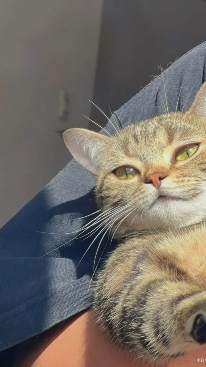 Amantes de los gatos