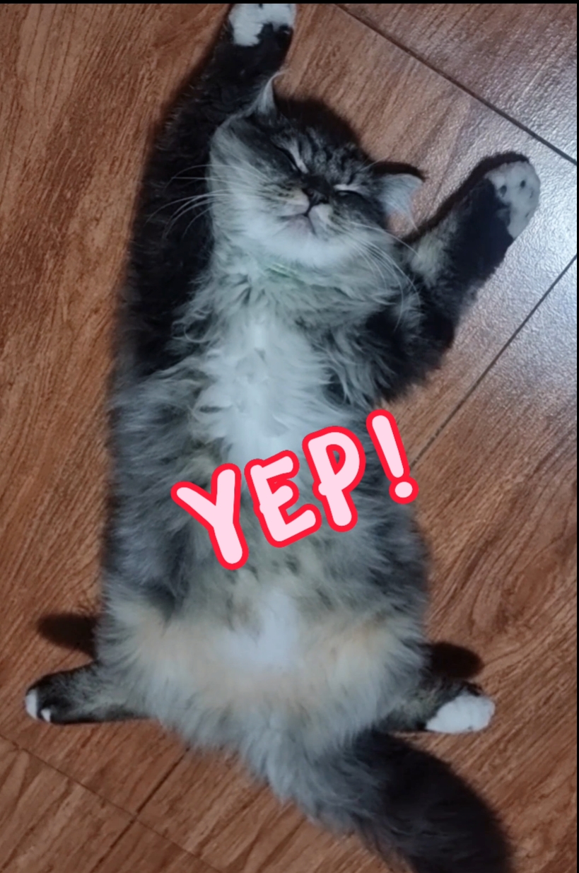 KUCING LUAR BIASA