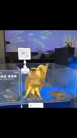 Gõ đầu con rùa