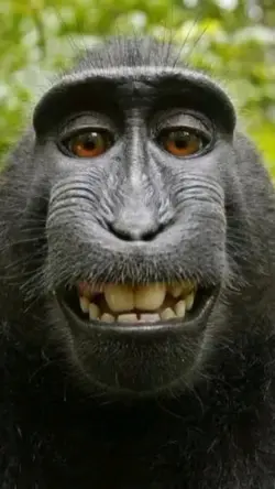 MONKEY GLOW UP
