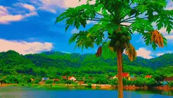 chill phong cảnh