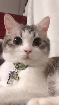 แมว