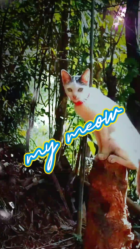 Meine Katze
