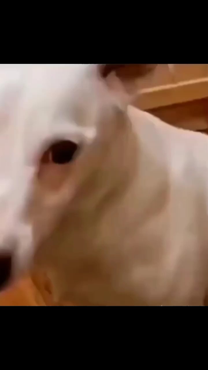 Hund Resing