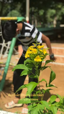 เอาแต่เมา