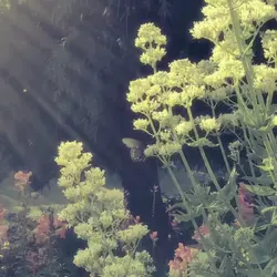 dream filter