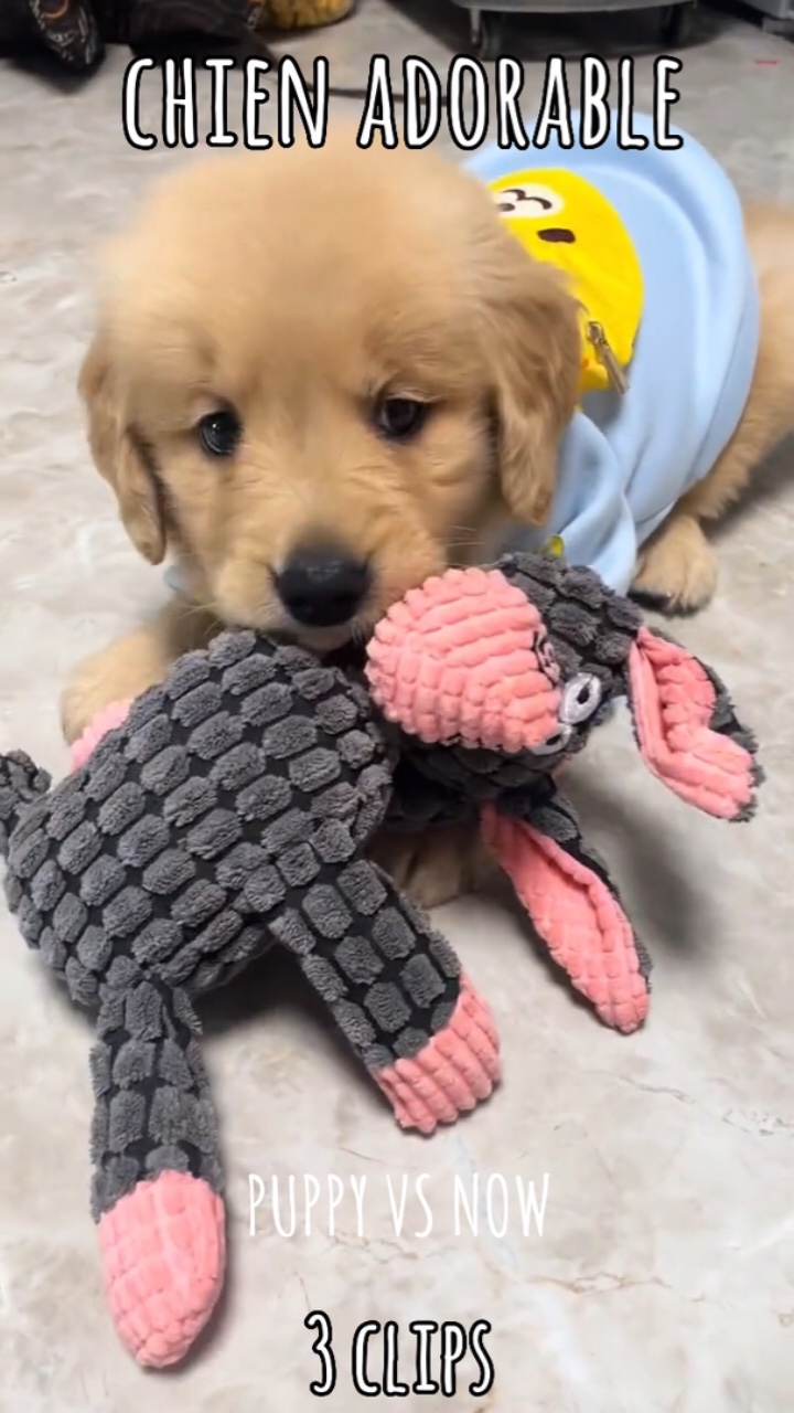 chien adorable