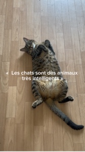 Chat drôle