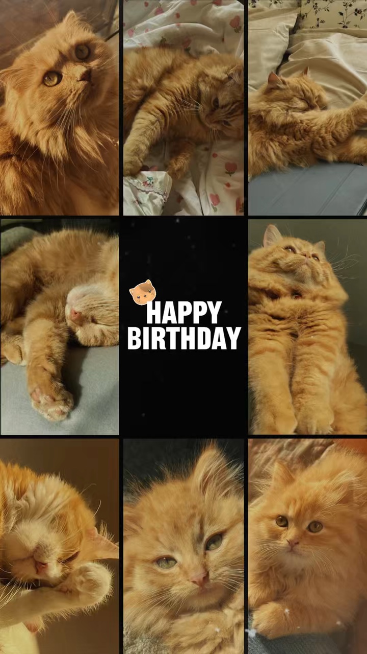 Birthday Cat 