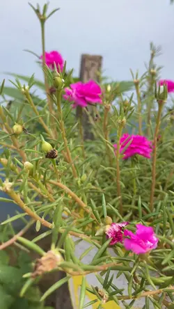 Dashain
