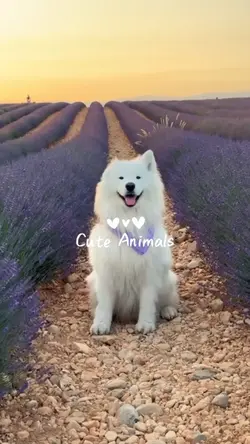 Cute Animals