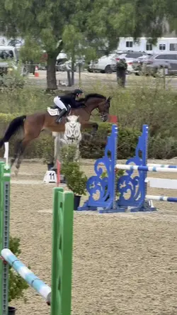 💙SHOWJUMPING💙FAKE⚠️‼️