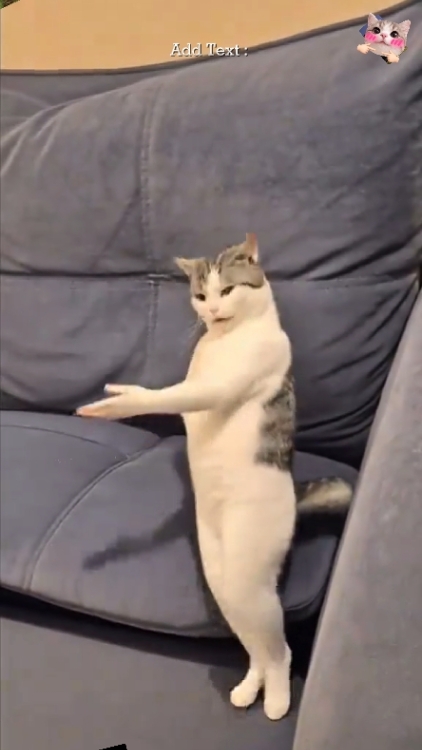 Gato fofo.. 