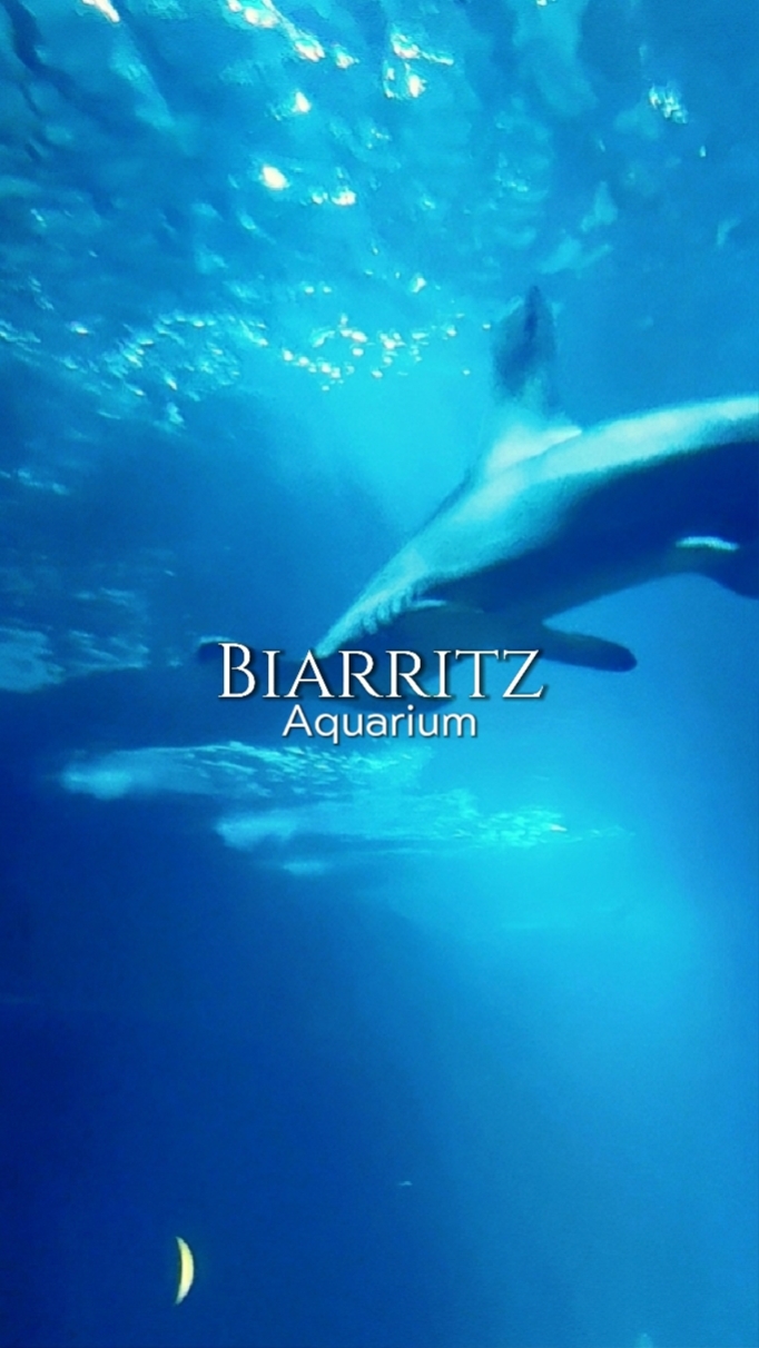 aquatic creatures 