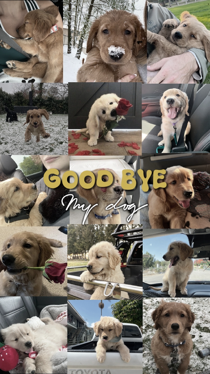 au revoir mon chien