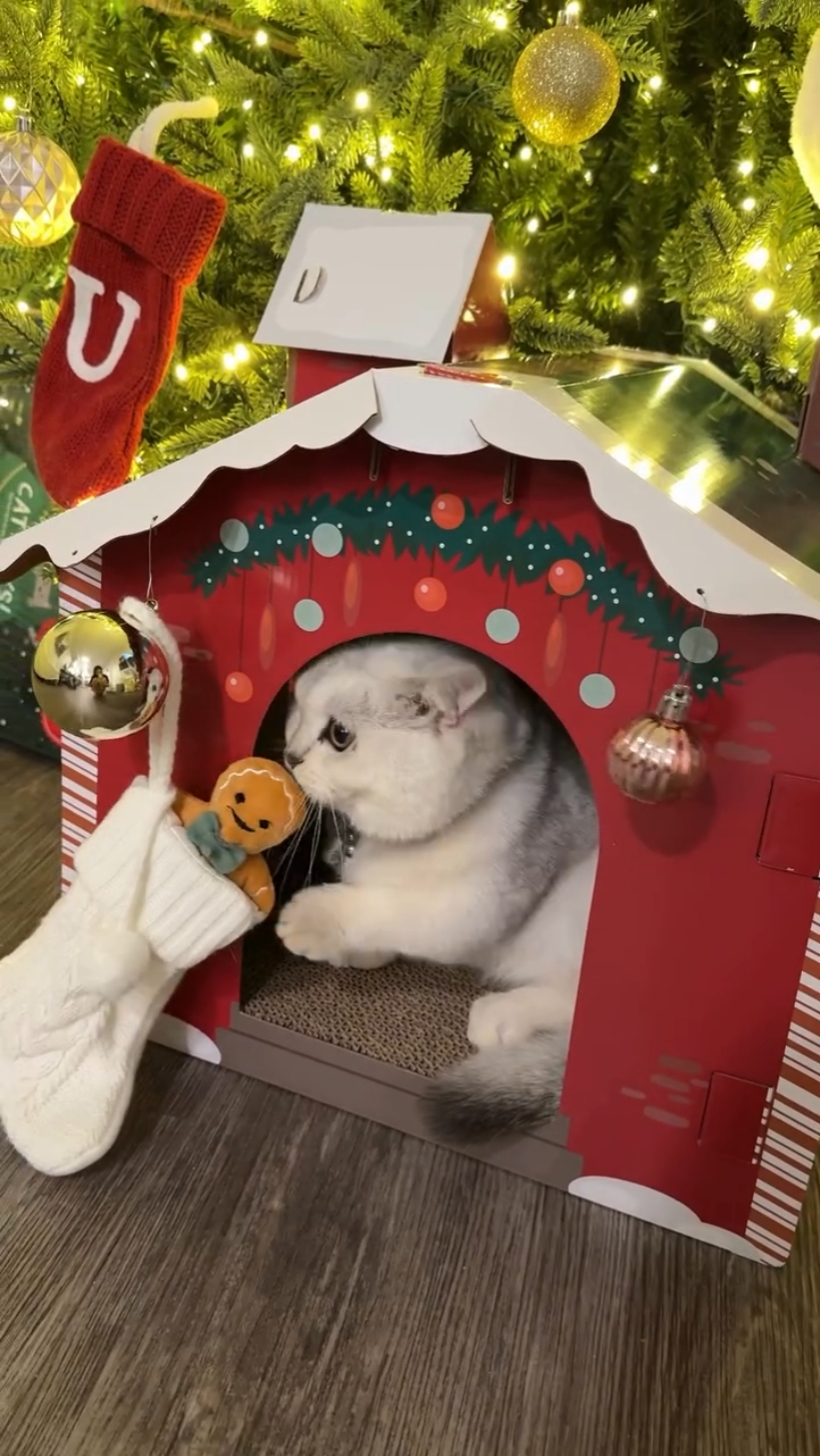 Pet house idea Xmas 