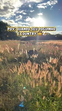 POV: Doguinho