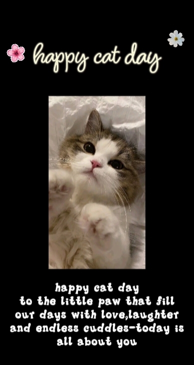 Clip du jour 13 du chat 