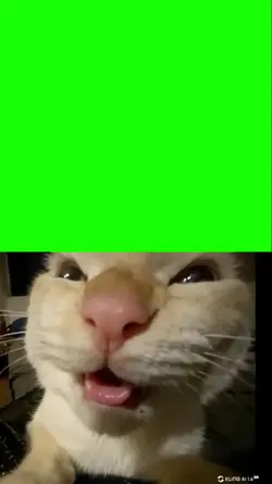cat mweheheh 