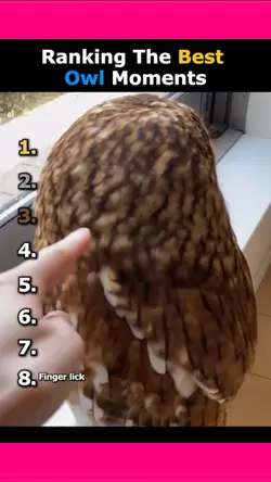 owl