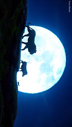 Lion king 